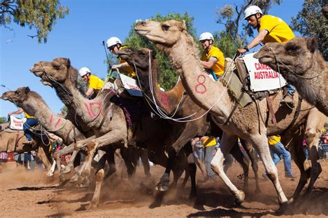 what is camel racing